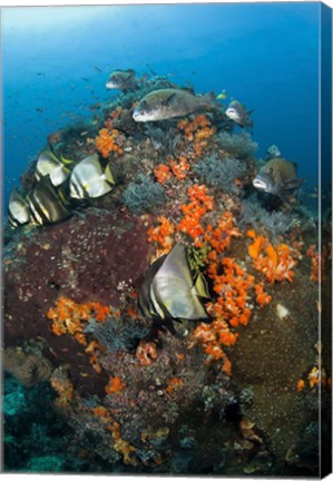 Framed Fish swim around coral, Tatawa Besar, Komodo NP, Indonesia Print