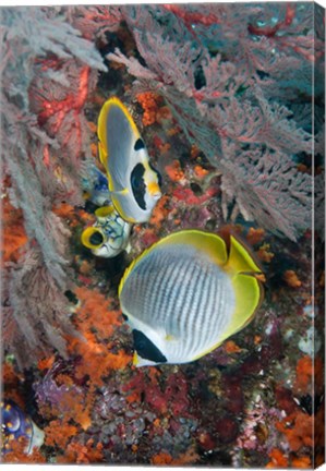 Framed Fish swimming near coral, Raja Ampat, Papua, Indonesia Print