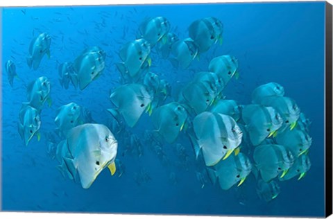 Framed Schooling batfish, Raja Ampat, Papua, Indonesia Print