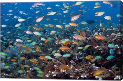 Framed Sea of fish and coral, Raja Ampat, Papua, Indonesia Print