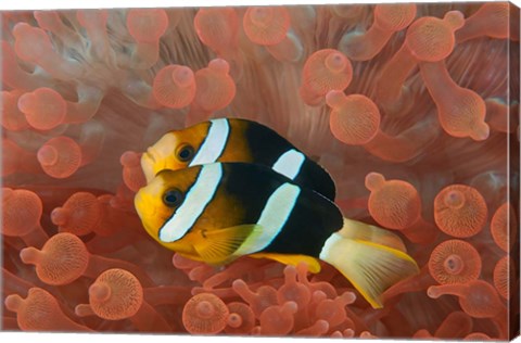 Framed Two anemonefish in protective anemone, Raja Ampat, Papua, Indonesia Print