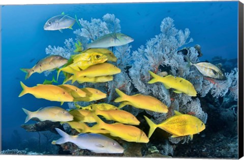 Framed Yellow fish and coral, Raja Ampat, Papua, Indonesia Print