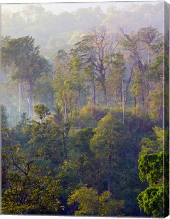 Framed Sulawesi Tangkoko Rainforest, Sulawesi Print