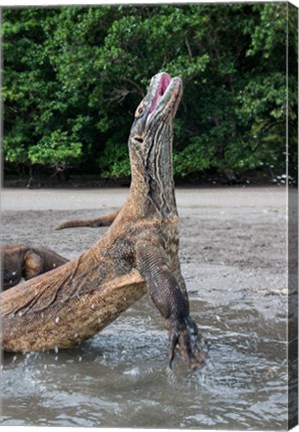 Framed Komodo dragon rising out of water Print