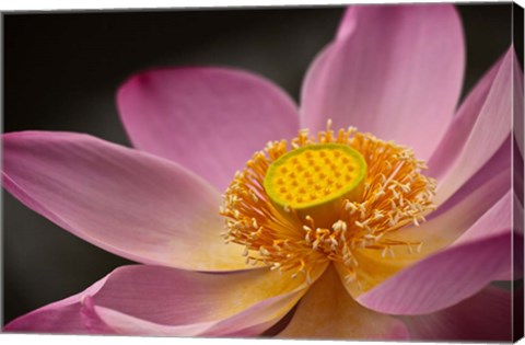 Framed Lotus Bloom, Nyuh Kuning Village, Ubud, Bali, Indonesia Print