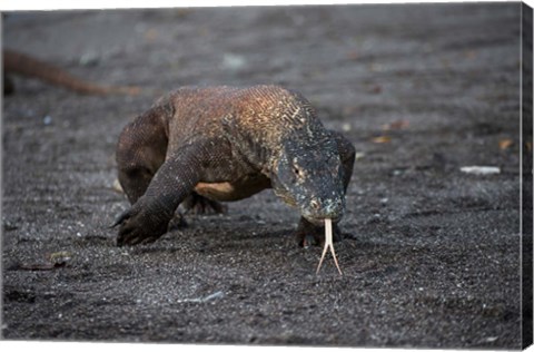 Framed Close-up of Komodo dragon Print