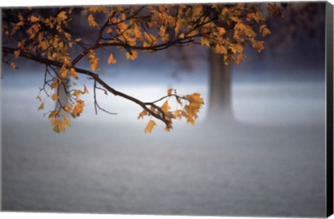 Framed Fog Leaf Print