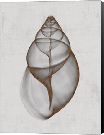 Framed Achatina Shell Print