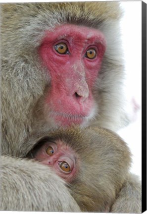 Framed Baby Snow Monkey Clinging to Mother, Jigokudani Monkey Park, Japan Print