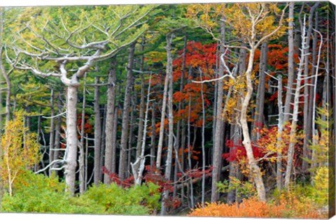 Framed Fall colors of the Fuji-Hakone-Izu National Park, Japan Print