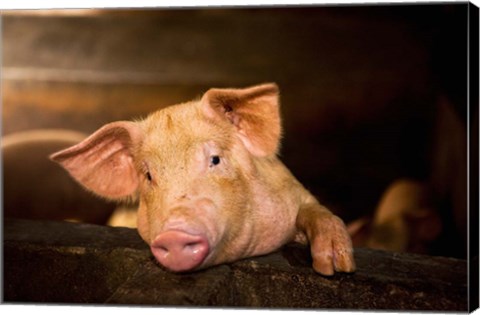 Framed Pig Farm, Bali, Indonesia Print