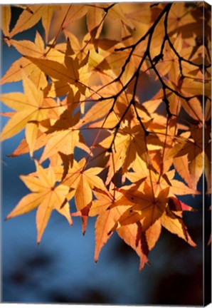 Framed Autumn maples on grounds of Hiroshima Castle, Japan Print