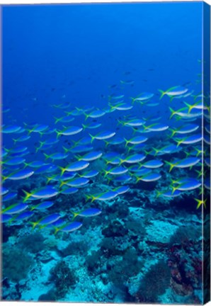 Framed Blue-Gold Fusilier fish, Raja Ampat, Indonesia Print