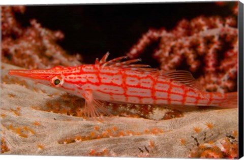 Framed Longnose Hawkfish, Banda Sea, Indonesia Print