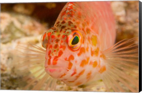 Framed Pixie Hawkfish, Banda Sea, Indonesia Print