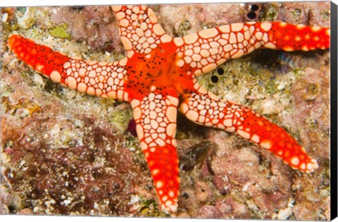 Framed Sea Star, Banda Island, Indonesia Print