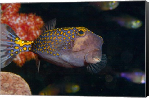 Framed Spotted Boxfish, Banda Sea, Indonesia Print