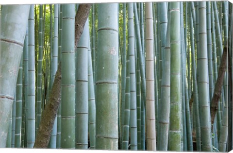 Framed Bamboo Forest, Kyoto, Japan Print