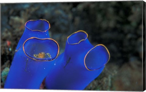 Framed Crab Peeking From Tunicate, Irian Jaya, Indonesia Print