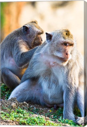 Framed Bali, Indonesia, monkeys run in the Uluwatu temple Print