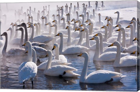 Framed Whooper swans, Hokkaido, Japan Print