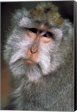 Framed Long Tailed Macaques, Sacred Monkey Forest, Ubud, Bali, Indonesia Print