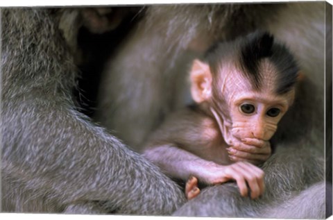 Framed Indonesia, Bali, Ubud, Long tailed macaque Print