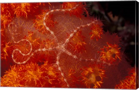 Framed Brittlestar on Soft Coral, Papua, Indonesia Print
