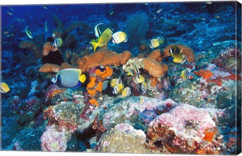 Framed Coral Reefs, Papua, Indonesia Print