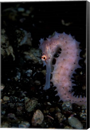 Framed Thorny Seahorse, Indonesia Print