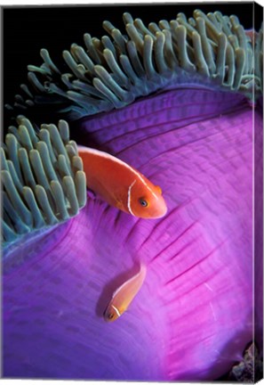 Framed Anemonefish swimming in anemone tent, Indonesia Print