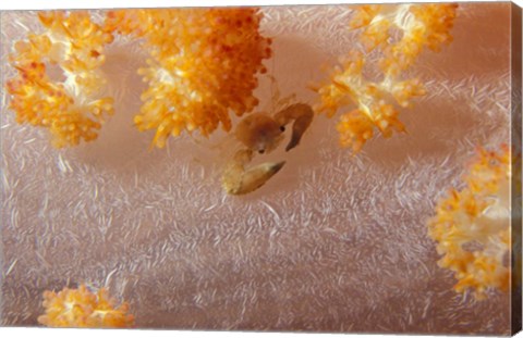 Framed Crab on Soft Coral, Indonesia Print