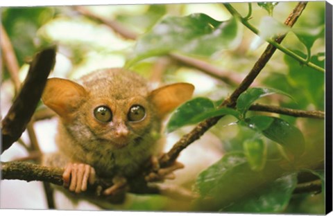 Framed Oceania, Indonesia, Sulawesi Tarsier, Primate Print