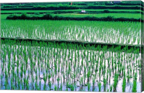 Framed Rice Cultivation, Bali, Indonesia Print