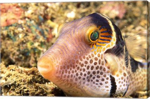 Framed Sharpnose Puffer, Indonesia Print