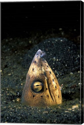 Framed Blackfin Snake Eel with cleaner shrimp, North Sulawesi, Indonesia Print