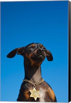 Framed Israel, Tel Aviv, Dog, Jewish Star of David medallion Print