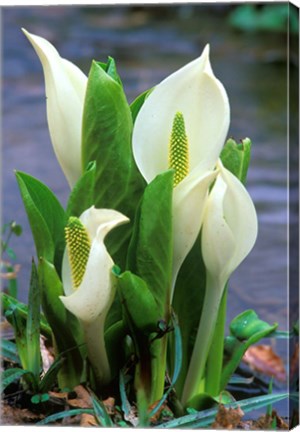 Framed Skunk Cabbage, Mt Hakkoda, Japan Print