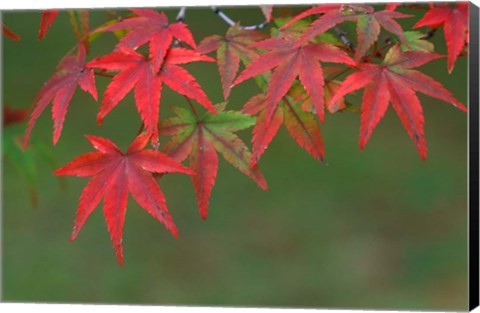 Framed Maple Leaves, Kyoto, Japan Print