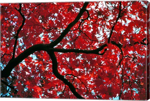 Framed Japan, Honshu, Tochigi, Nikko, Scarlet maple tree Print