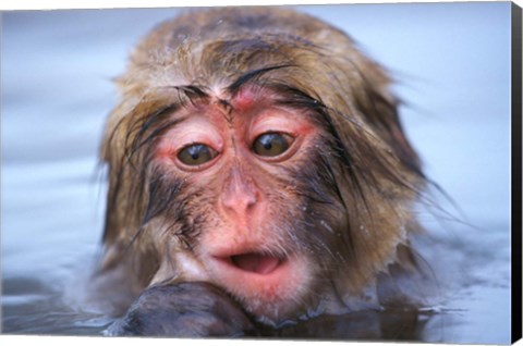 Framed Japan, Nagano, Jigokudani, Snow Monkey in Hot Spring Print