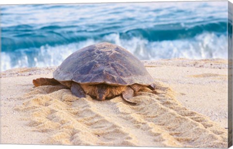 Framed Loggerhead Turtle, Nagata, Kagoshima, Yakushima, Japan Print