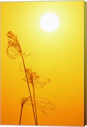 Framed Susuki Grass at Sunset, Kagoshima, Japan Print