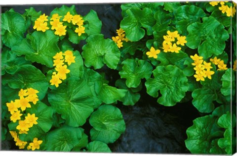 Framed Yezo Ryu-Kinka (Marsh Marigold), Daisetsuzan NP, Hokkaido, Japan Print