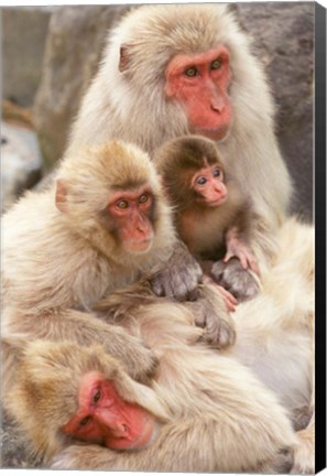 Framed Japan, Nagano, Jigokudani, Snow Monkey Family Print