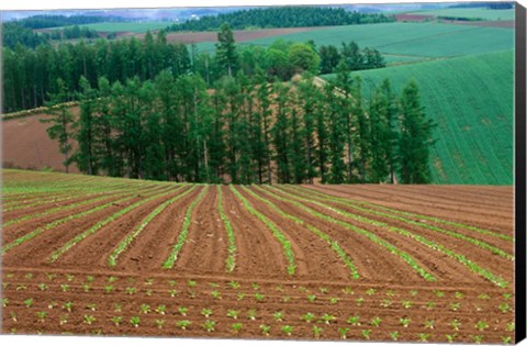 Framed Sugar Beet Field, Biei, Hokkaido, Japan Print