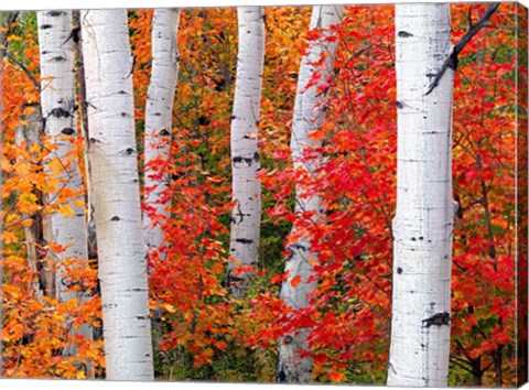 Framed Aspens and Maples Print