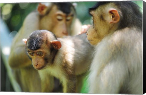 Framed Southern Pig-Tailed Macaque, Sepilok, Borneo, Malaysia Print