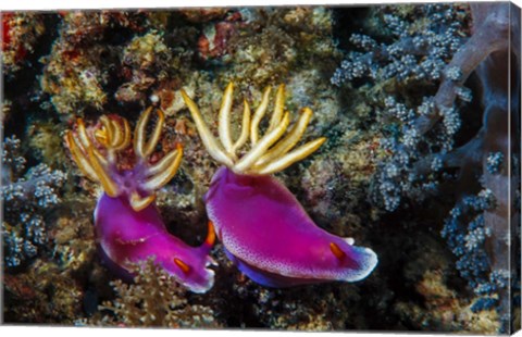 Framed Pair of Nudibranch Kapalai Island, Malaysia Print