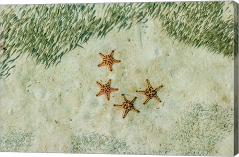 Framed Four Knobby Sea Stars and Small Fish, Kapalai, Malaysia Print